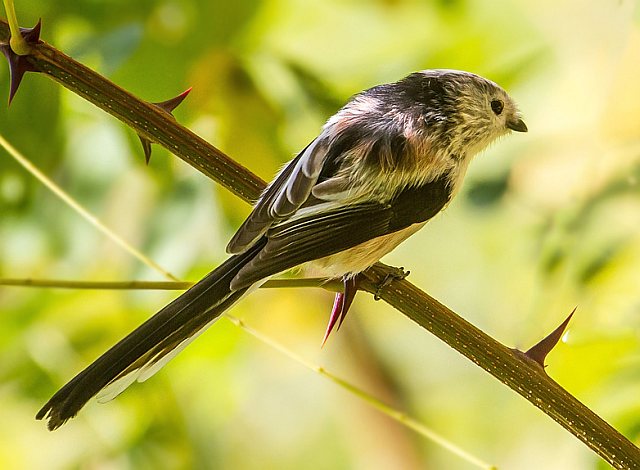 Schwanzmeise &copy; Carl-Peter Herbolzheimer