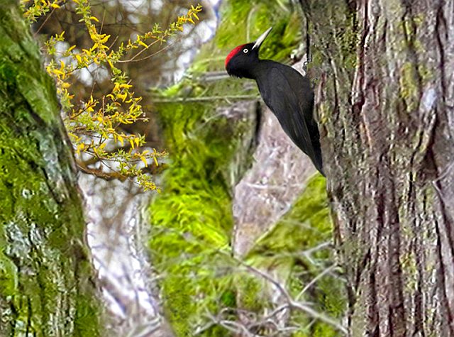 Schwarzspecht &copy; Michael Manitz