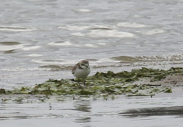 Seeregenpfeifer &copy; Stefan Greif
