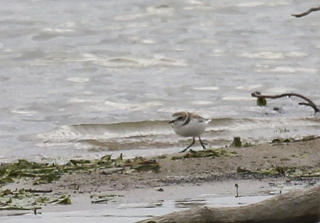 Seeregenpfeifer &copy; Stefan Greif