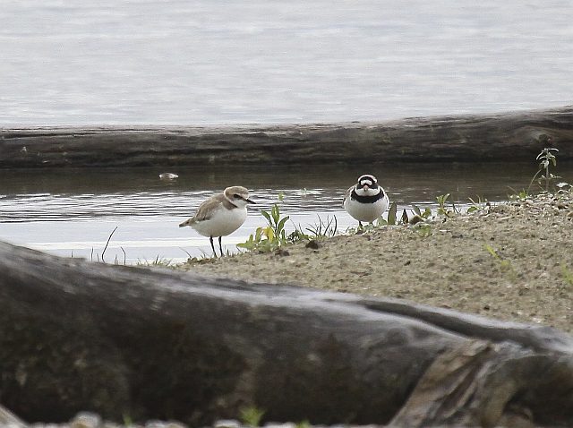 Seeregenpfeifer &copy; Christian Haass