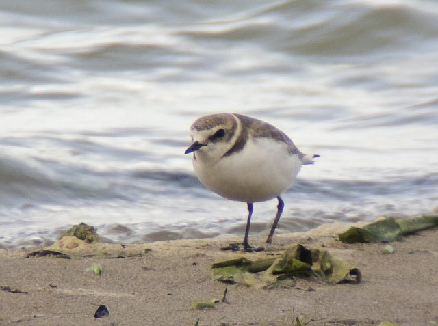 Seeregenpfeifer &copy; Franz  Kretschmar