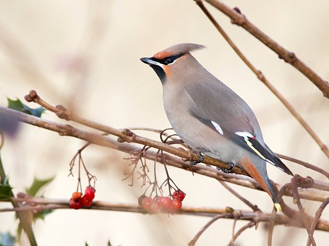 Seidenschwanz &copy; Mark Kumke