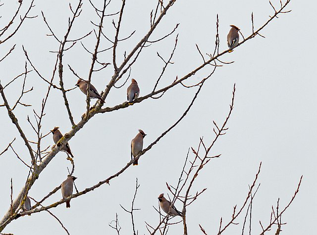 Seidenschwanz &copy; Johannes Sänze