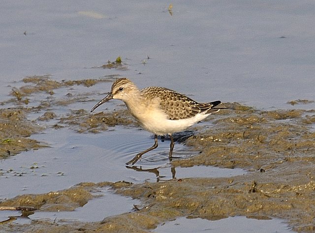 Sichelstrandläufer &copy; Friedrich Renner