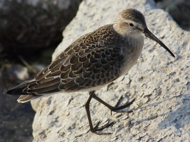Sichelstrandläufer &copy; Robert Gerigk