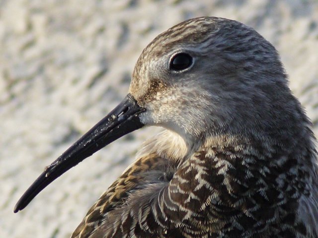 Sichelstrandläufer &copy; Robert Gerigk