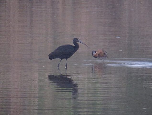 Sichler &copy; Kirsten Krätzel