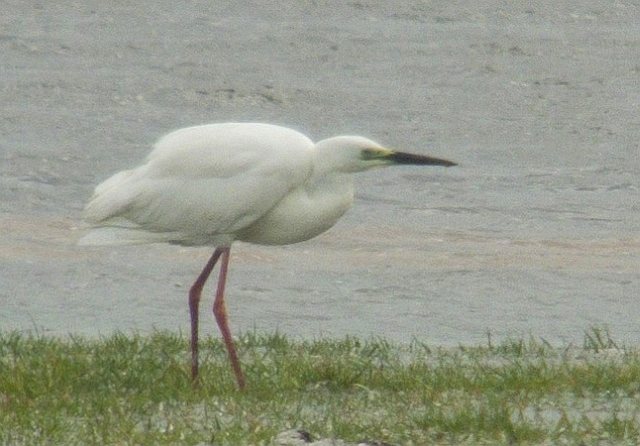 Silberreiher &copy; Johannes Honold