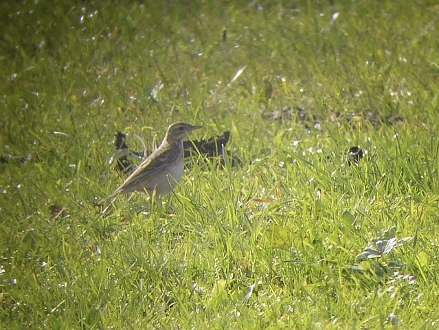 Spornpieper &copy; Markus Gerum