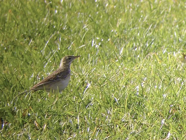 Spornpieper &copy; Markus Gerum