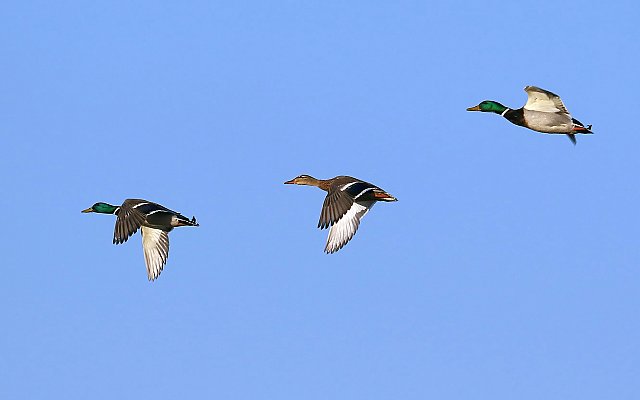 Stockente &copy; Carl-Peter Herbolzheimer