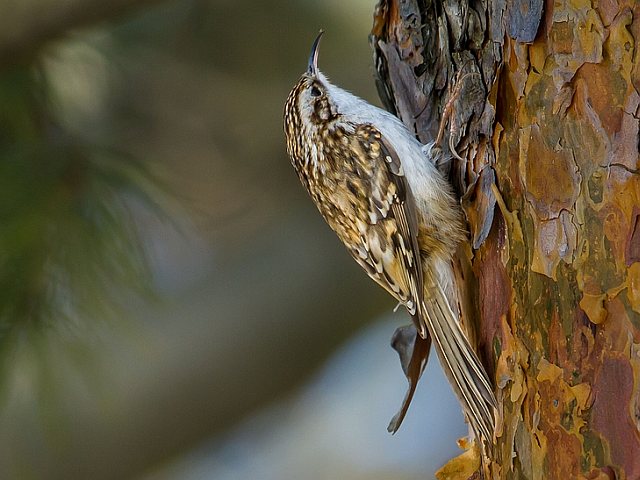 Waldbaumläufer &copy; Carl-Peter Herbolzheimer