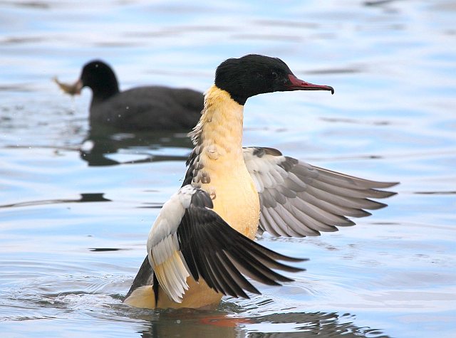 Gänsesäger &copy; Carl-Peter Herbolzheimer