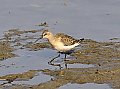 Vorschaubild Sichelstrandläufer