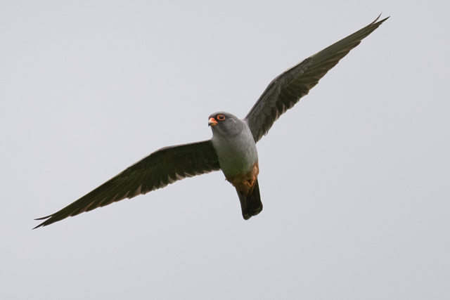 Rotfußfalke &copy; Christian Haass