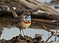 Vorschaubild Blaukehlchen