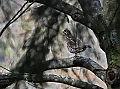 Vorschaubild Haselhuhn
