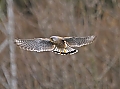 Vorschaubild Turmfalke