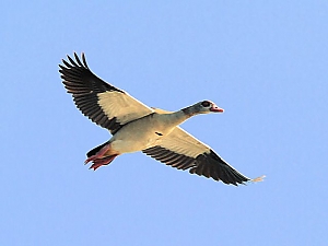Massiv erweiterte Jagdzeiten auf Gänse in Bayern ©